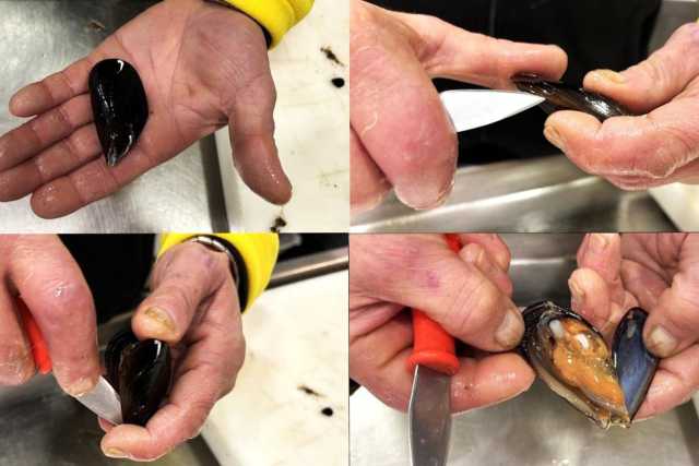 Aprire le cozze, mica facile: ecco tutti i passaggi per "spaccare" i mitili a regola d'arte 